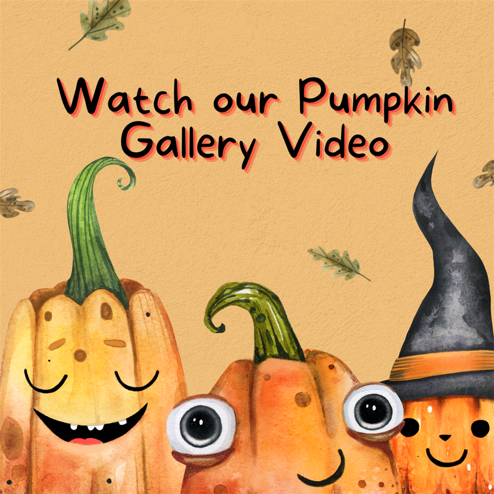  Pumpkin Gallery